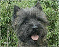 Alta Carya Iulius Ceasar